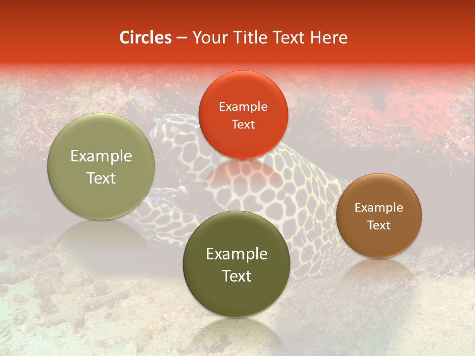 A Large Turtle Is Laying On The Ocean Floor PowerPoint Template