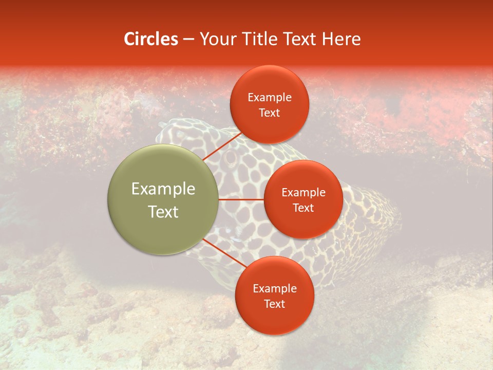 A Large Turtle Is Laying On The Ocean Floor PowerPoint Template