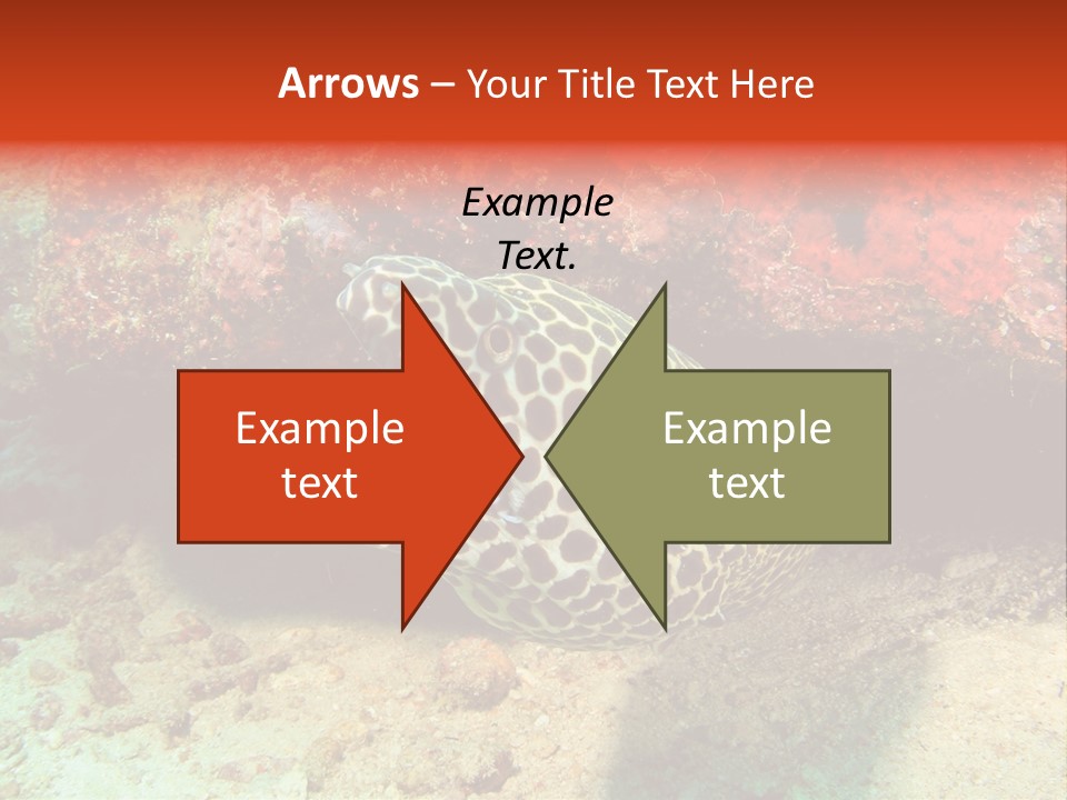 A Large Turtle Is Laying On The Ocean Floor PowerPoint Template