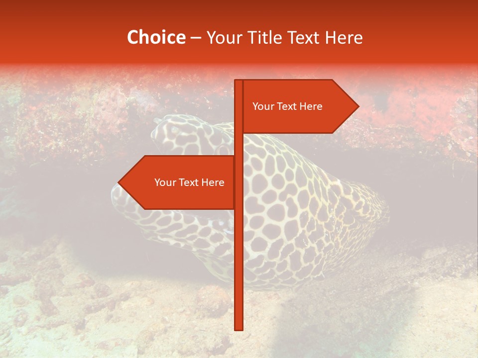 A Large Turtle Is Laying On The Ocean Floor PowerPoint Template