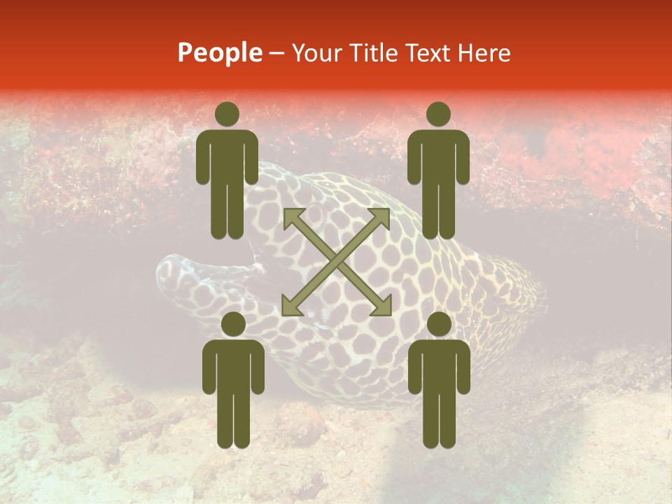A Large Turtle Is Laying On The Ocean Floor PowerPoint Template
