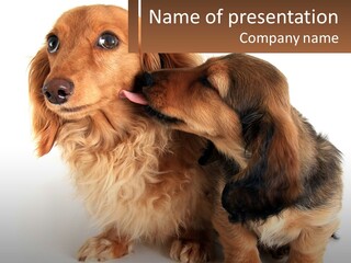 A Couple Of Dogs That Are Next To Each Other PowerPoint Template