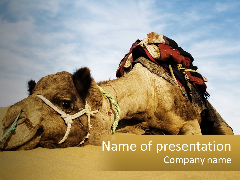 A Camel Laying Down In The Sand With A Backpack On Its Back PowerPoint Template