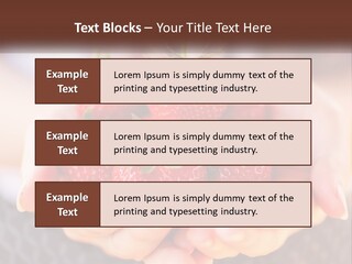 A Person Holding A Bunch Of Strawberries In Their Hands PowerPoint Template