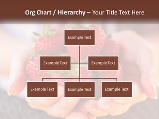 A Person Holding A Bunch Of Strawberries In Their Hands PowerPoint Template
