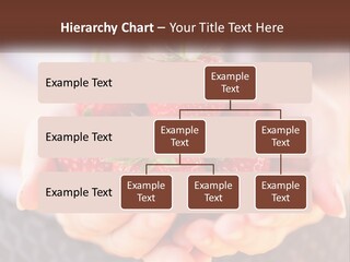 A Person Holding A Bunch Of Strawberries In Their Hands PowerPoint Template