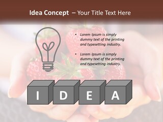 A Person Holding A Bunch Of Strawberries In Their Hands PowerPoint Template