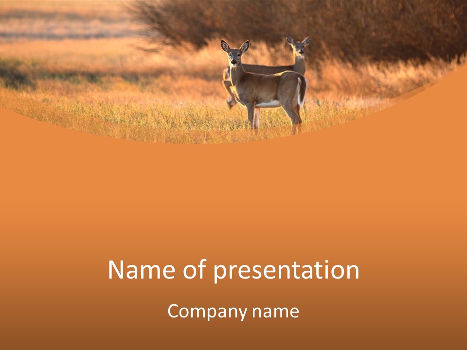 A Couple Of Deer Standing On Top Of A Grass Covered Field PowerPoint Template