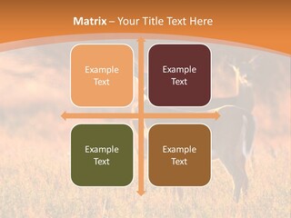 A Couple Of Deer Standing On Top Of A Grass Covered Field PowerPoint Template