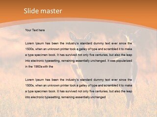 A Couple Of Deer Standing On Top Of A Grass Covered Field PowerPoint Template