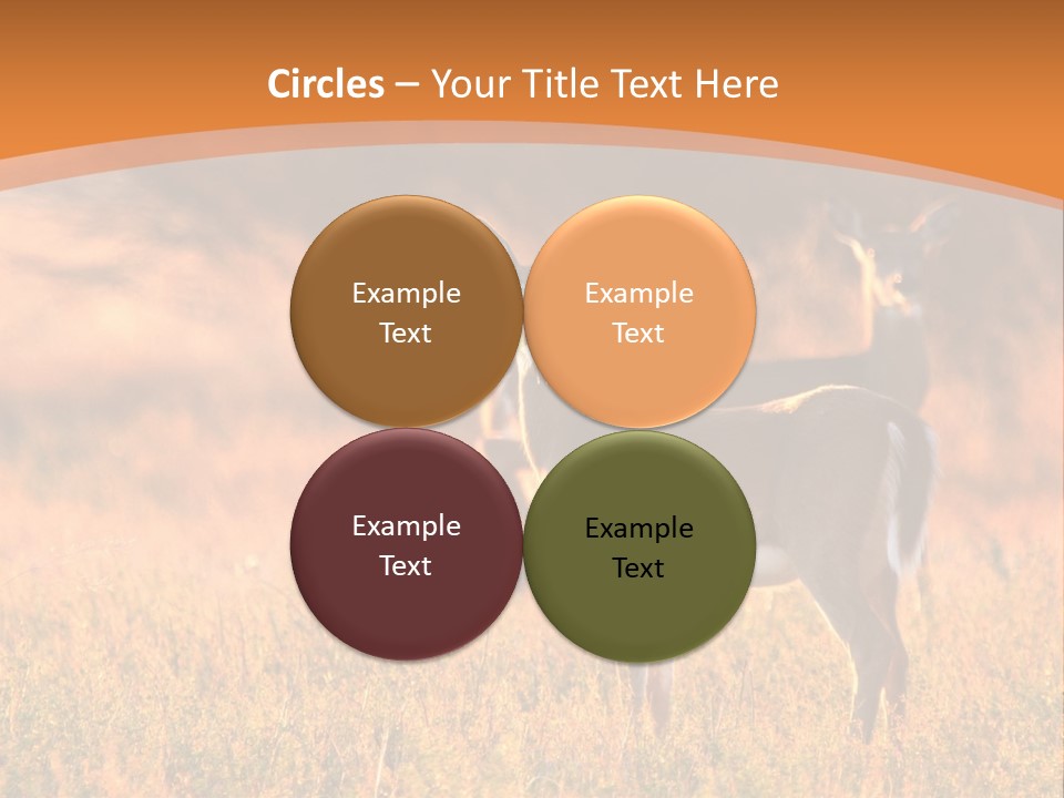 A Couple Of Deer Standing On Top Of A Grass Covered Field PowerPoint Template