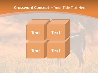 A Couple Of Deer Standing On Top Of A Grass Covered Field PowerPoint Template