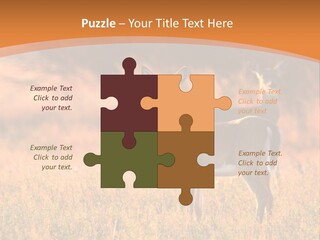 A Couple Of Deer Standing On Top Of A Grass Covered Field PowerPoint Template