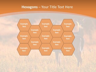 A Couple Of Deer Standing On Top Of A Grass Covered Field PowerPoint Template