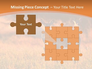 A Couple Of Deer Standing On Top Of A Grass Covered Field PowerPoint Template