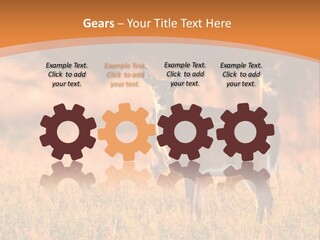 A Couple Of Deer Standing On Top Of A Grass Covered Field PowerPoint Template