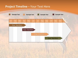 A Couple Of Deer Standing On Top Of A Grass Covered Field PowerPoint Template