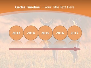 A Couple Of Deer Standing On Top Of A Grass Covered Field PowerPoint Template