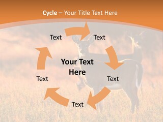 A Couple Of Deer Standing On Top Of A Grass Covered Field PowerPoint Template