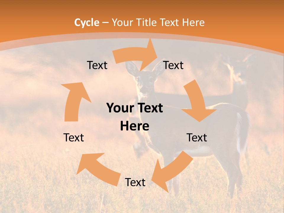 A Couple Of Deer Standing On Top Of A Grass Covered Field PowerPoint Template