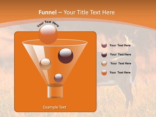 A Couple Of Deer Standing On Top Of A Grass Covered Field PowerPoint Template