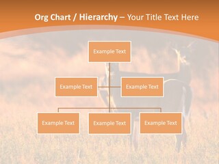 A Couple Of Deer Standing On Top Of A Grass Covered Field PowerPoint Template