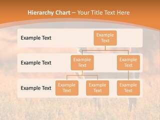 A Couple Of Deer Standing On Top Of A Grass Covered Field PowerPoint Template