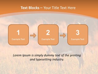 A Couple Of Deer Standing On Top Of A Grass Covered Field PowerPoint Template