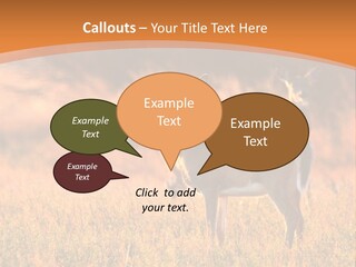 A Couple Of Deer Standing On Top Of A Grass Covered Field PowerPoint Template
