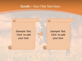 A Couple Of Deer Standing On Top Of A Grass Covered Field PowerPoint Template