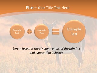 A Couple Of Deer Standing On Top Of A Grass Covered Field PowerPoint Template
