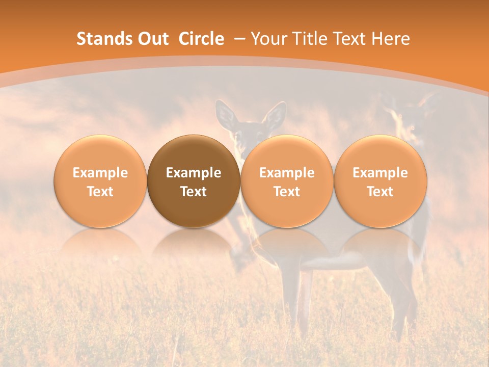 A Couple Of Deer Standing On Top Of A Grass Covered Field PowerPoint Template