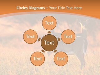 A Couple Of Deer Standing On Top Of A Grass Covered Field PowerPoint Template