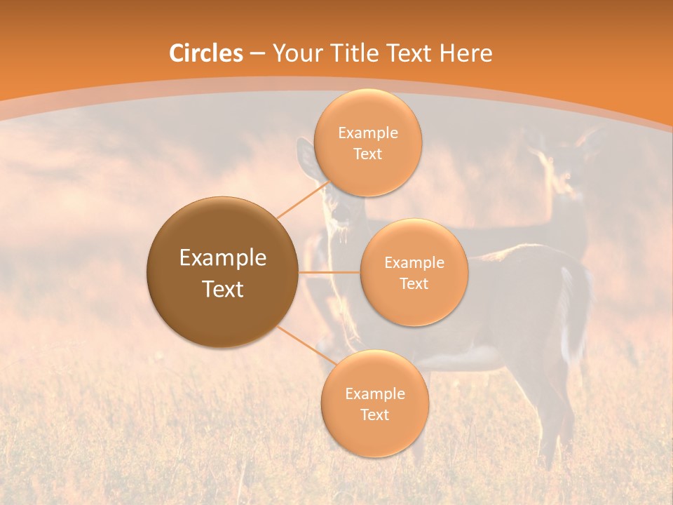 A Couple Of Deer Standing On Top Of A Grass Covered Field PowerPoint Template