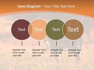 A Couple Of Deer Standing On Top Of A Grass Covered Field PowerPoint Template