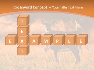 A Couple Of Deer Standing On Top Of A Grass Covered Field PowerPoint Template