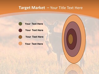 A Couple Of Deer Standing On Top Of A Grass Covered Field PowerPoint Template