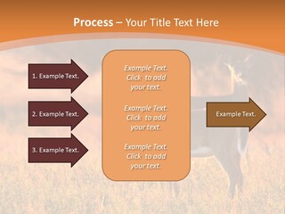 A Couple Of Deer Standing On Top Of A Grass Covered Field PowerPoint Template