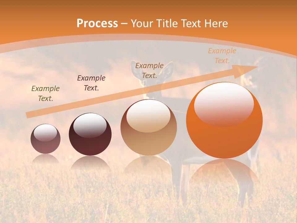 A Couple Of Deer Standing On Top Of A Grass Covered Field PowerPoint Template
