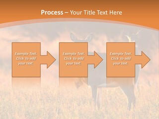 A Couple Of Deer Standing On Top Of A Grass Covered Field PowerPoint Template
