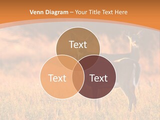 A Couple Of Deer Standing On Top Of A Grass Covered Field PowerPoint Template