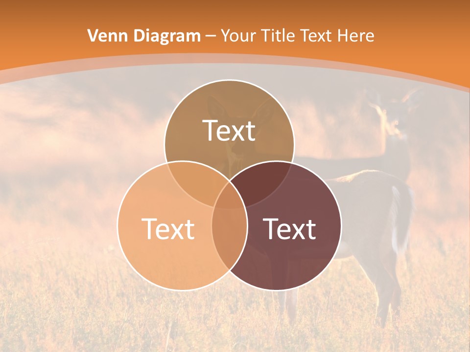 A Couple Of Deer Standing On Top Of A Grass Covered Field PowerPoint Template