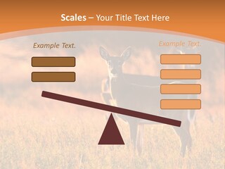 A Couple Of Deer Standing On Top Of A Grass Covered Field PowerPoint Template