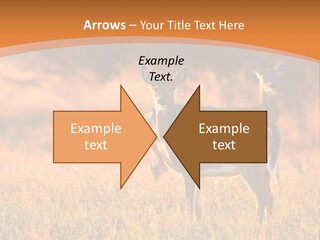 A Couple Of Deer Standing On Top Of A Grass Covered Field PowerPoint Template