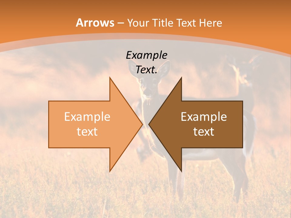 A Couple Of Deer Standing On Top Of A Grass Covered Field PowerPoint Template