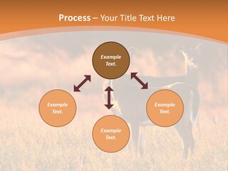A Couple Of Deer Standing On Top Of A Grass Covered Field PowerPoint Template