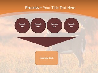 A Couple Of Deer Standing On Top Of A Grass Covered Field PowerPoint Template