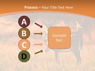 A Couple Of Deer Standing On Top Of A Grass Covered Field PowerPoint Template