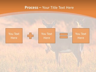 A Couple Of Deer Standing On Top Of A Grass Covered Field PowerPoint Template