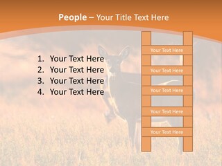 A Couple Of Deer Standing On Top Of A Grass Covered Field PowerPoint Template